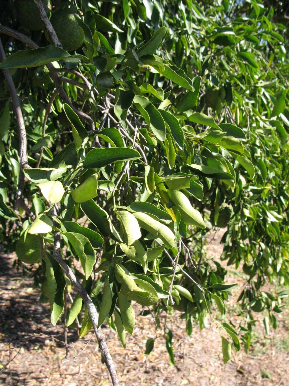            Sun leaves (Winter Haven, FL)   